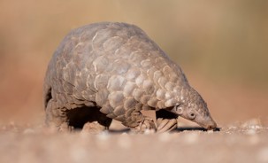 Pangolin