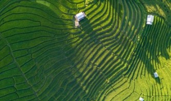 Rice fields