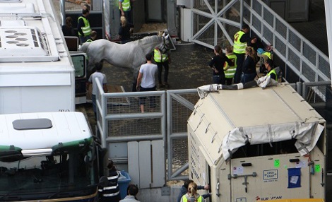 live-animals-hactl-cargo-horse.jpg