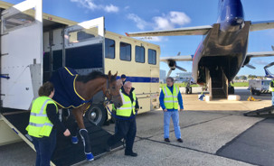 air-transport-horse-intradco.jpg