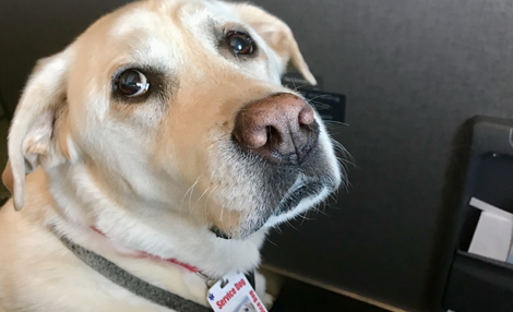 Service dog.png
