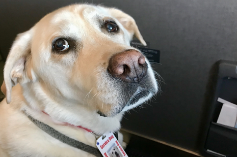 Service dog.png