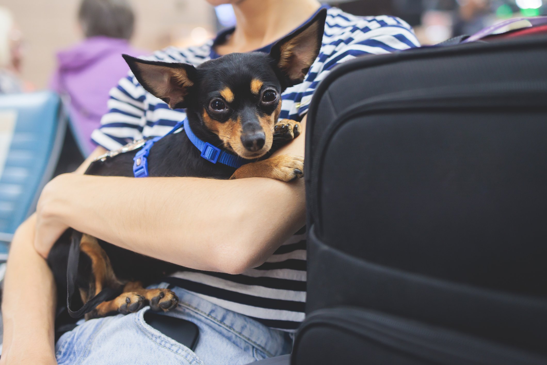Making In-Cabin Pet Travel Easier: IATA’s New Initiatives