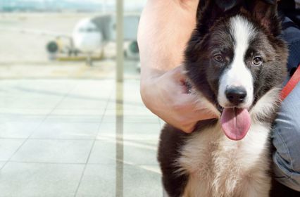 Pet Travel.jpg