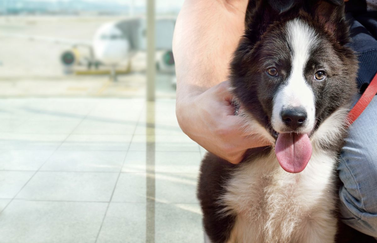 Pet Travel.jpg