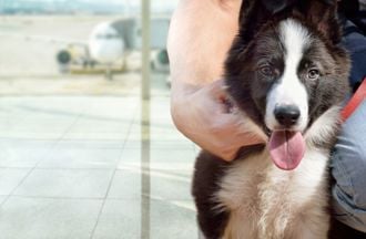 Pet Travel.jpg