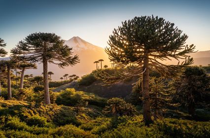 WOCA 2026_Santiago, Chile.jpg