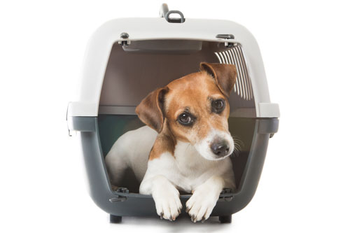 iata dog kennel requirements