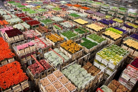Crates of fresh flowers