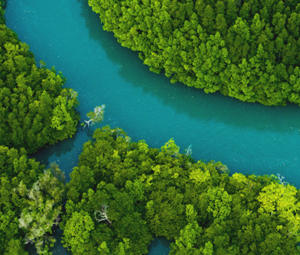 River and trees