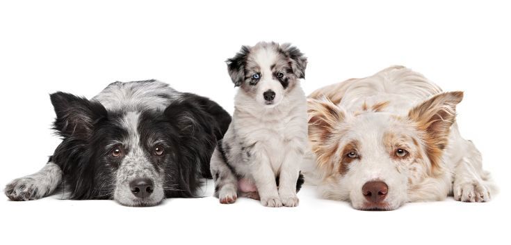 Live Animals for Passenger Handling Personnel