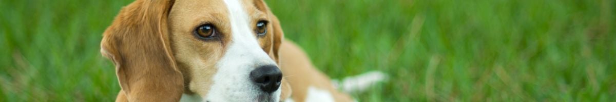 Curso de formación aeronáutica IATA Transporte aéreo de animales vivos para Personal de Gestión de Pasajeros