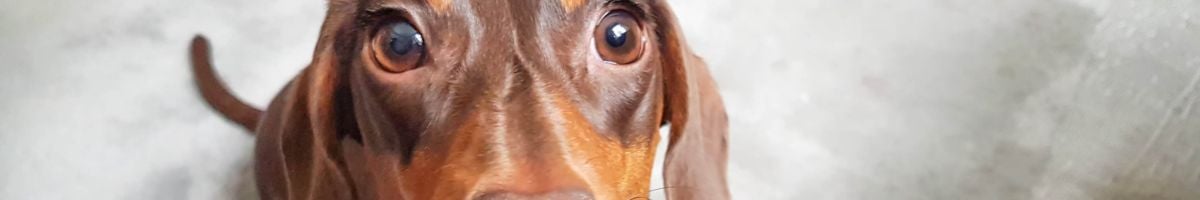 Curso de formação em aviação IATA Transporte aéreo de animais vivos para o pessoal de atendimento aos passageiros