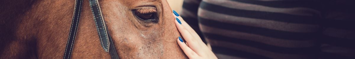 Curso de formación aeronáutica IATA Transporte de animales vivos para Personal de Carga Aérea

