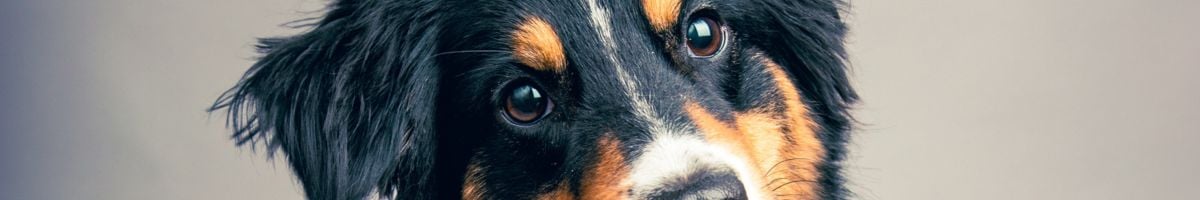 Curso de formação em aviação IATA Transporte aéreo de animais vivos para o pessoal de carga