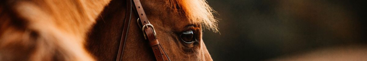 Курс авиационной подготовки IATA Авиаперевозка живых животных