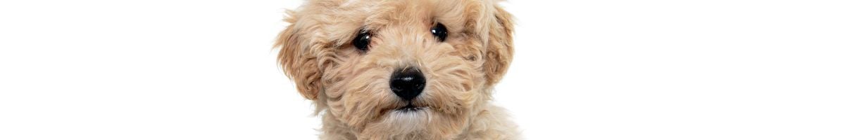 IATA 活体动物货物物流管理
 aviation training course