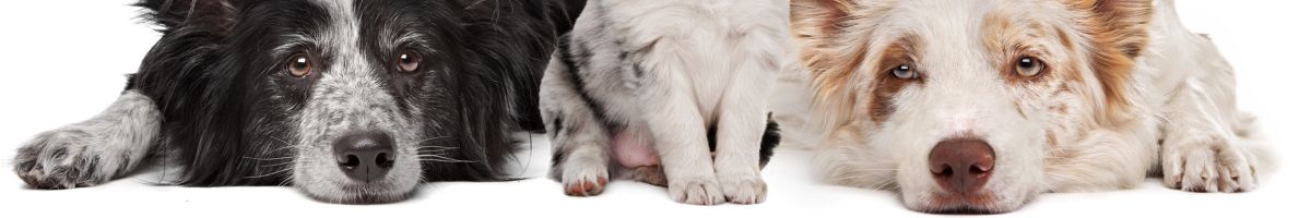 IATA Live Animals for Passenger Handling Personnel aviation training course