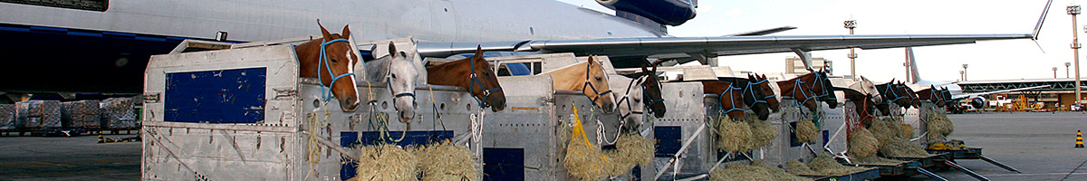 IATA cela02vces aviation training course