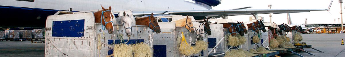 IATA Live Animals for Cargo Personnel aviation training course